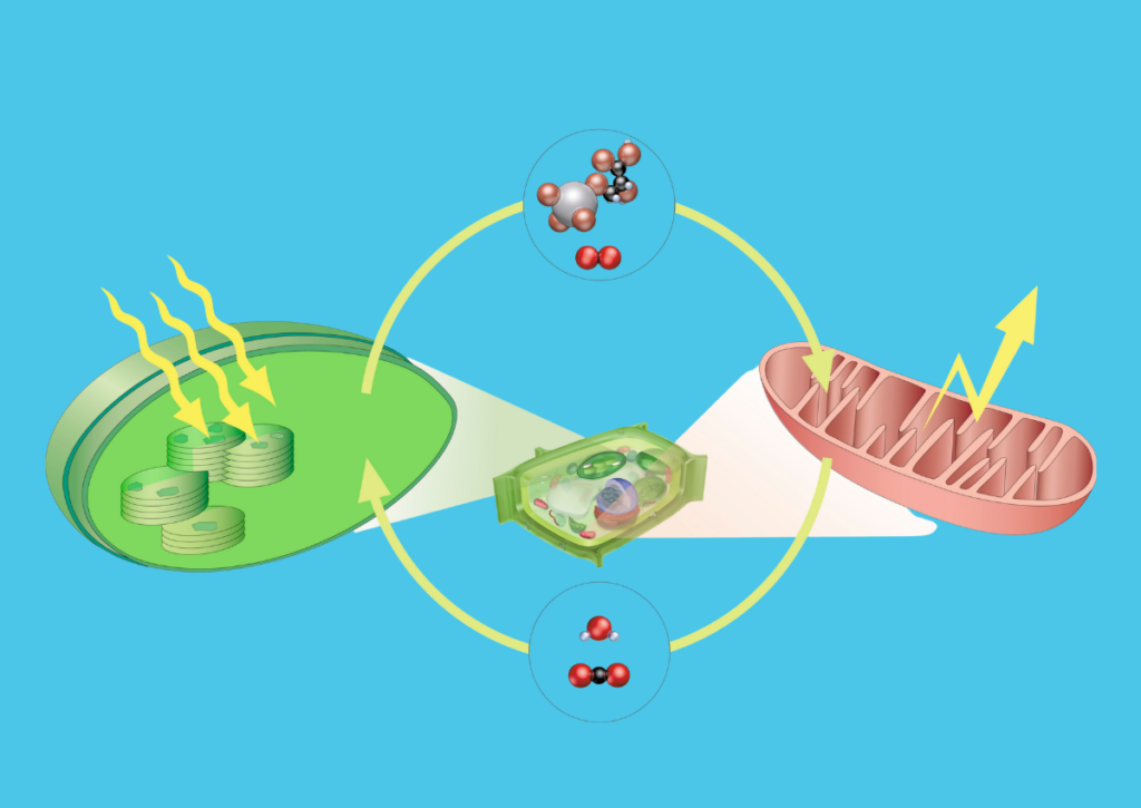 Illustration showing how cells convert nutrients into energy.