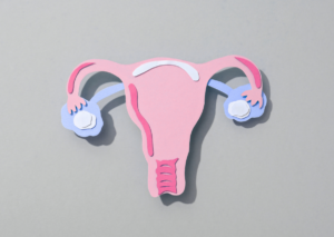 Illustration of the uterus and ovaries representing changes during menopause.